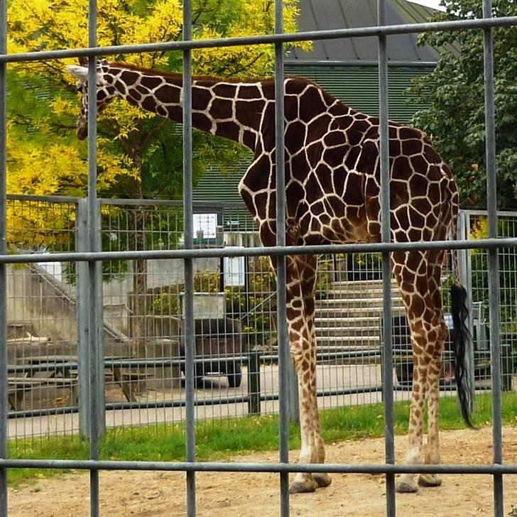 Bag om Odense Zoo - Hannen billede 82