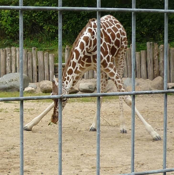 Bag om Odense Zoo - Ungen billede 83