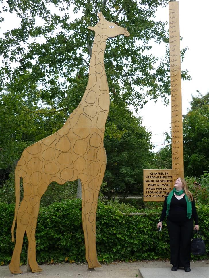 Bag om Odense Zoo - Hvor høj er du iforhold til han giraffen på 4,8 meter...??? billede 84