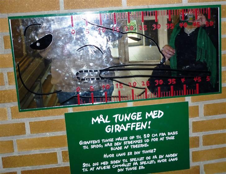 Bag om Odense Zoo - Mål tunge med giraffen billede 85