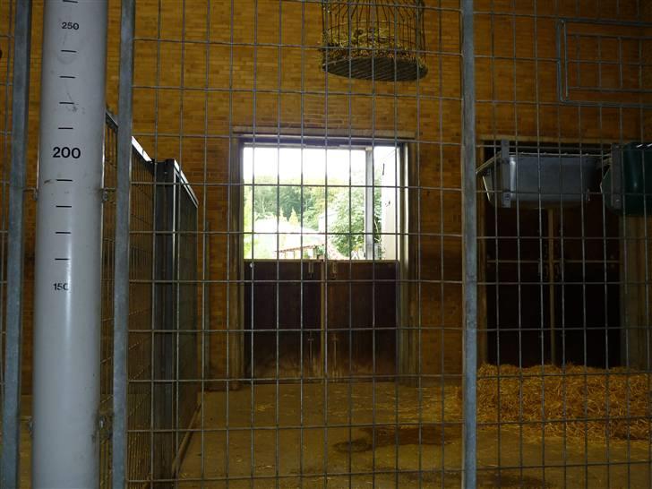 Bag om Odense Zoo - Giraf hus billede 86