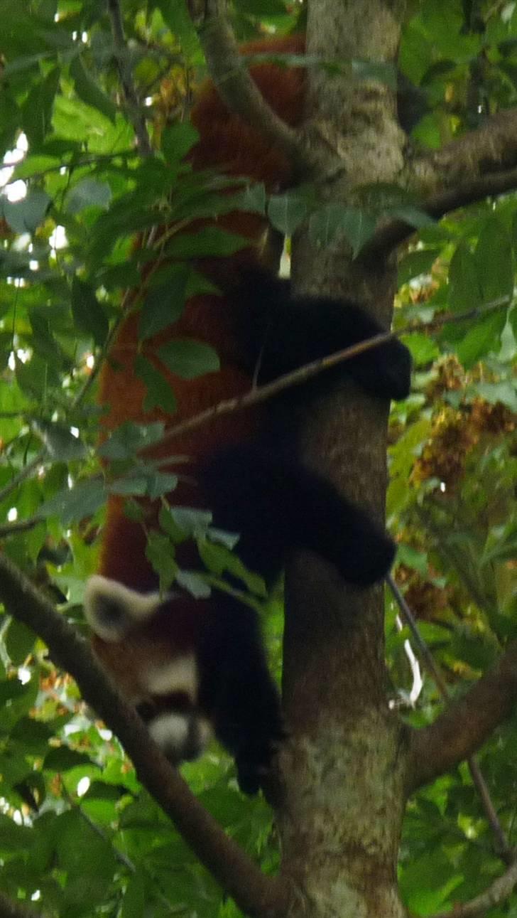 Bag om Odense Zoo - Rød Panda billede 87