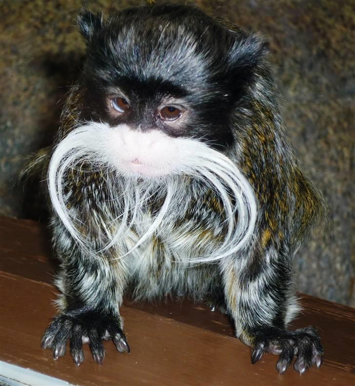 Bag om Odense Zoo - Skæg Abe billede 88