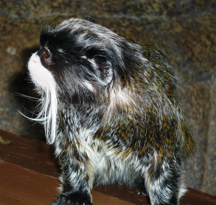 Bag om Odense Zoo billede 89