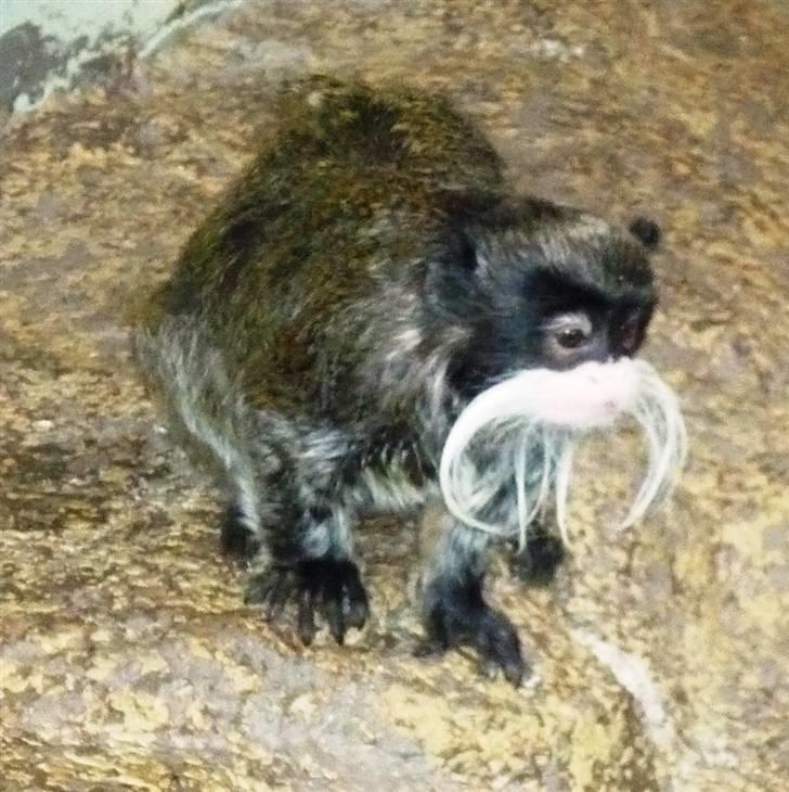 Bag om Odense Zoo billede 90