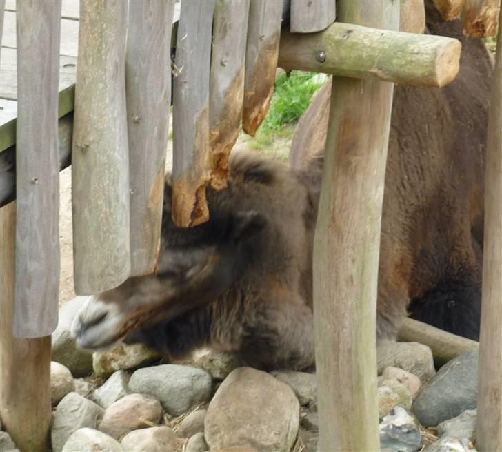 Bag om Odense Zoo - Kamel billede 91