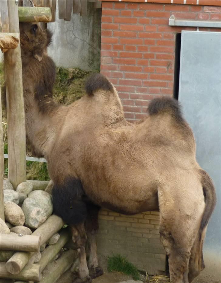 Bag om Odense Zoo billede 92