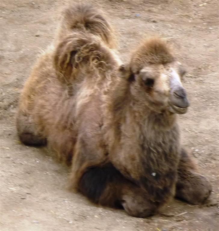 Bag om Odense Zoo - Unge billede 93