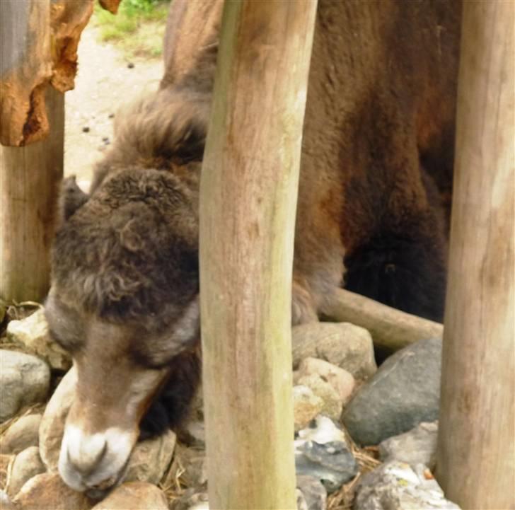 Bag om Odense Zoo billede 94