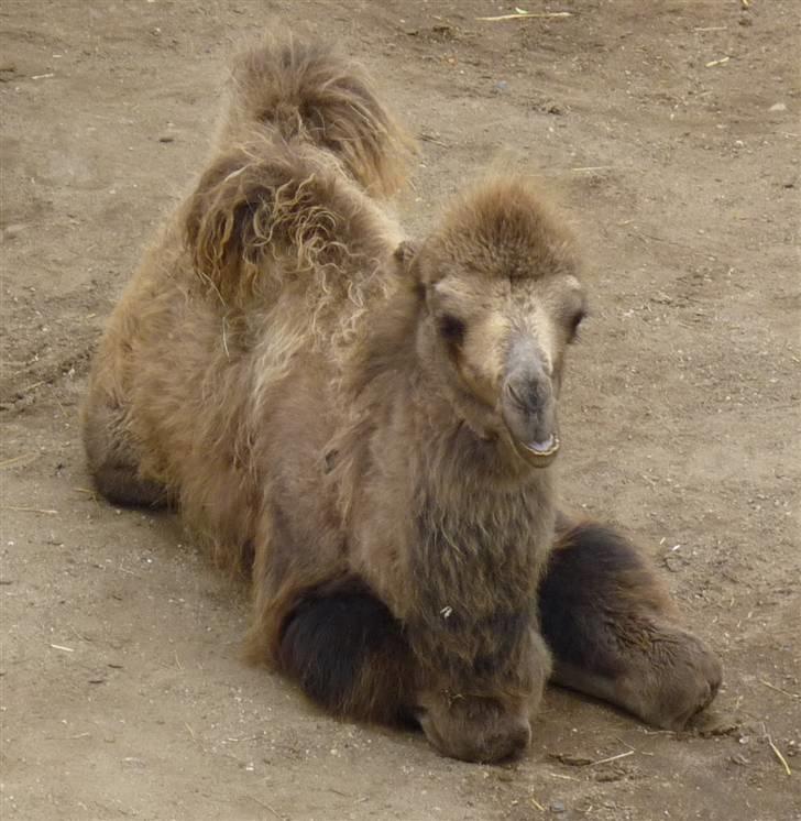 Bag om Odense Zoo billede 95