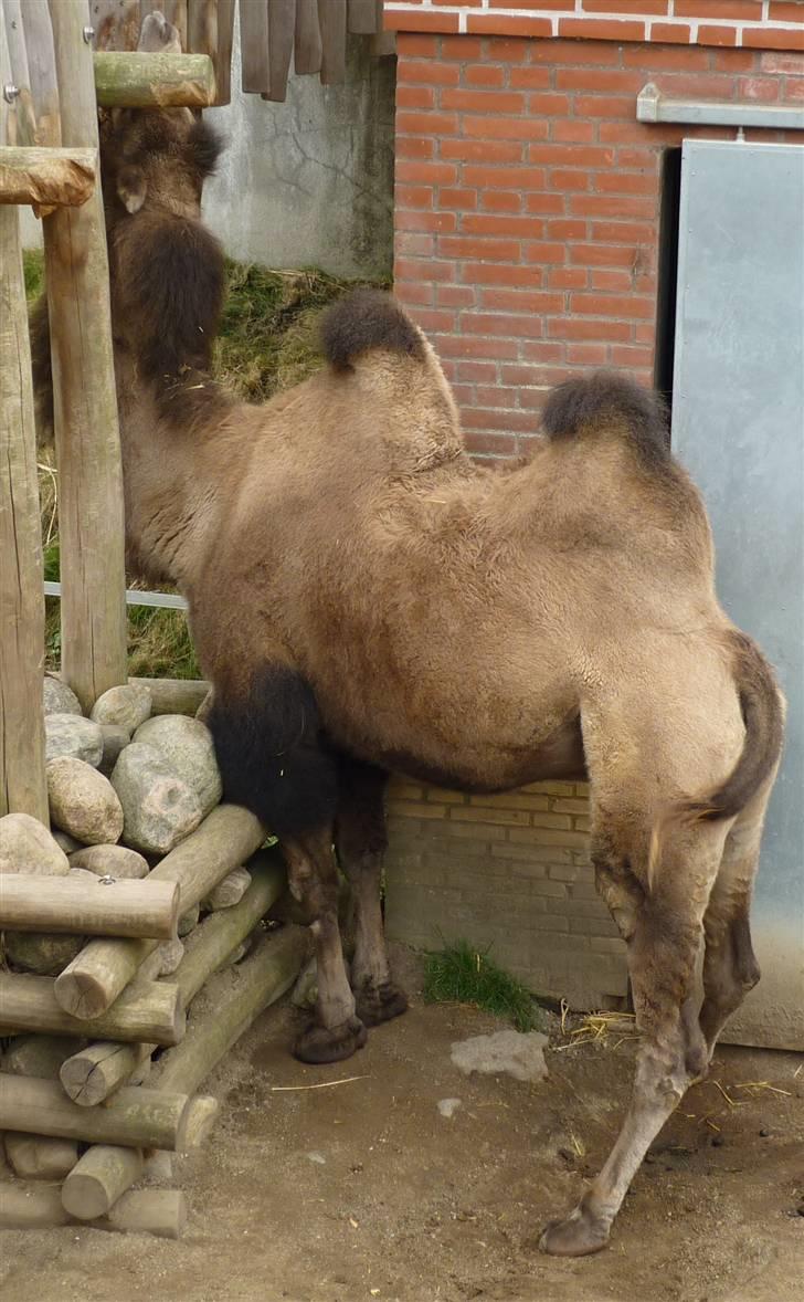 Bag om Odense Zoo billede 96