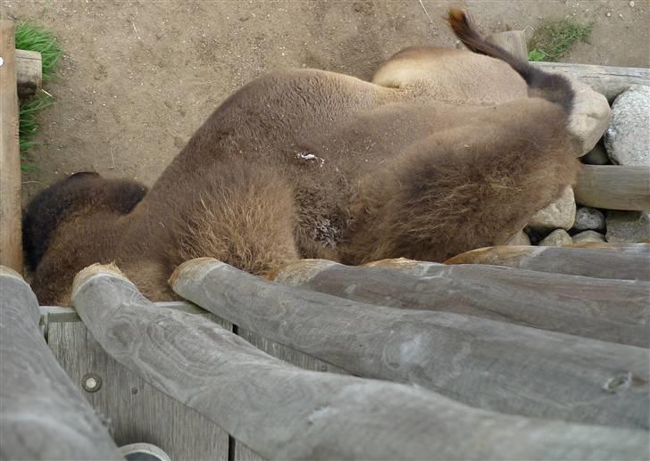 Bag om Odense Zoo billede 97
