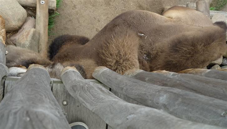 Bag om Odense Zoo billede 98