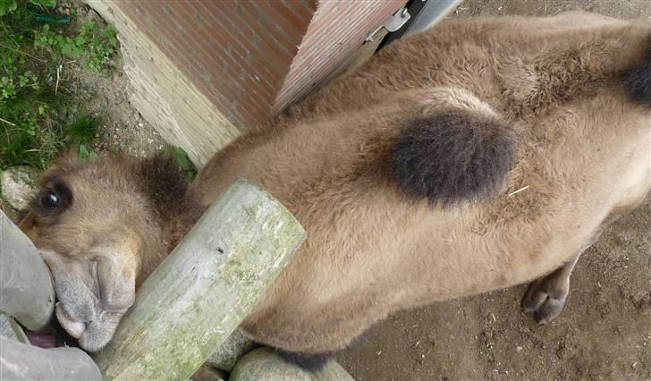 Bag om Odense Zoo - Nam nam en bro af træ... :P billede 99