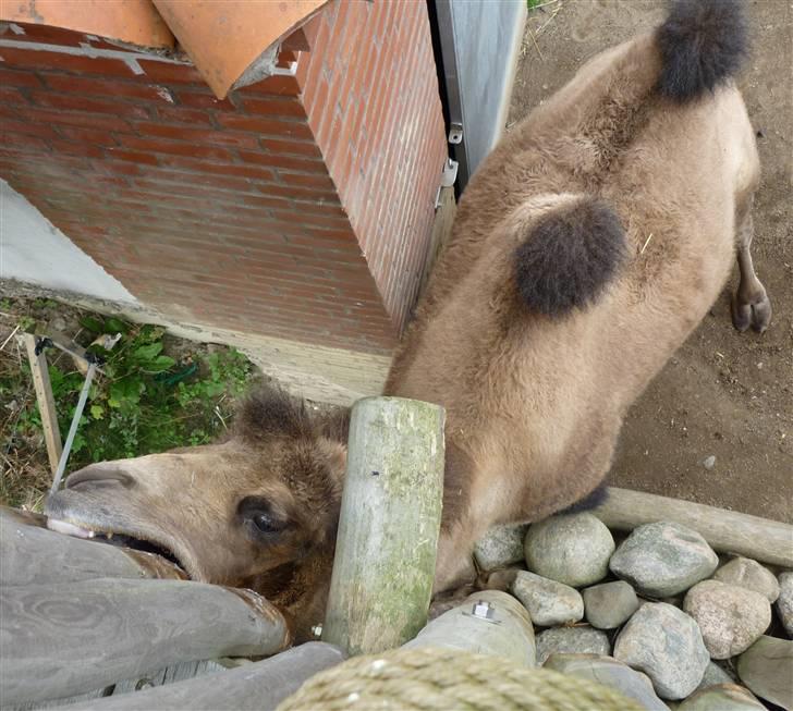 Bag om Odense Zoo billede 100