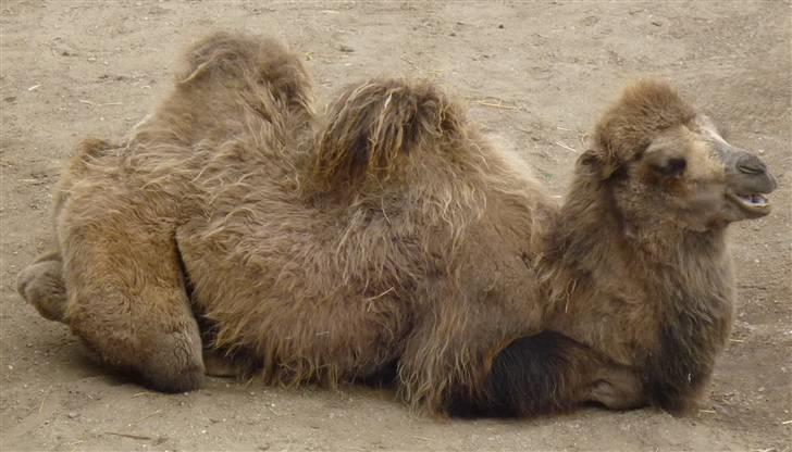 Bag om Odense Zoo billede 101