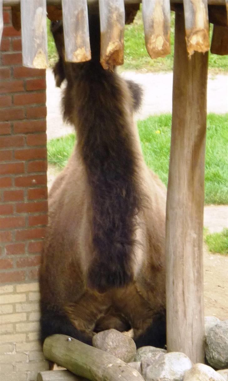 Bag om Odense Zoo billede 102