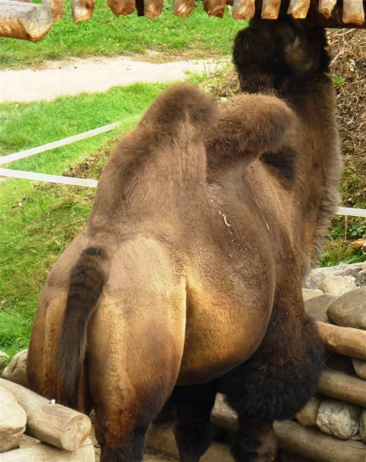 Bag om Odense Zoo billede 103