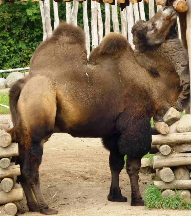 Bag om Odense Zoo billede 104