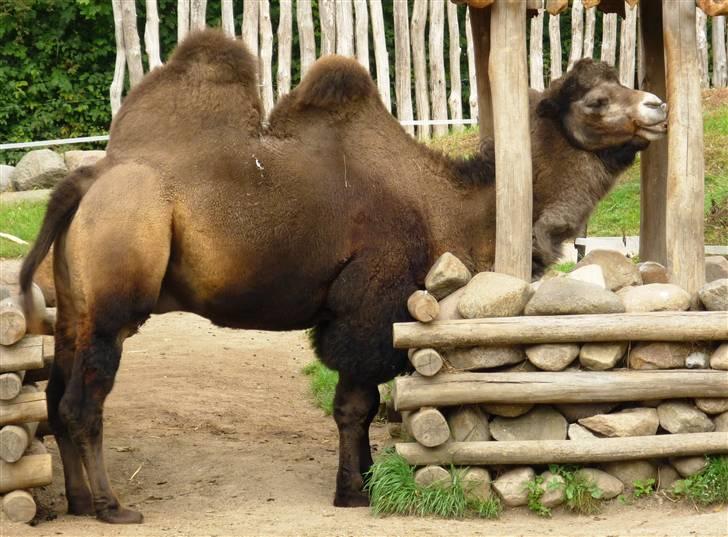 Bag om Odense Zoo billede 105