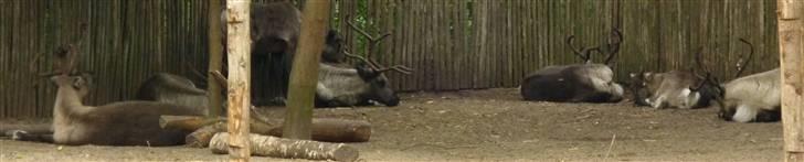 Bag om Odense Zoo billede 106