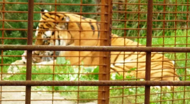 Bag om Odense Zoo - Tigeren Igor billede 107