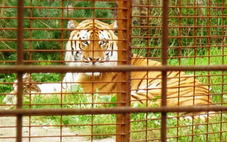Bag om Odense Zoo billede 108