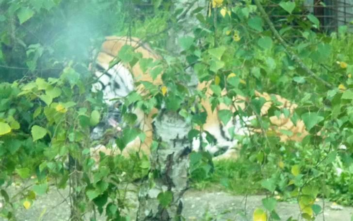 Bag om Odense Zoo billede 109