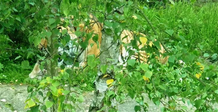 Bag om Odense Zoo billede 110