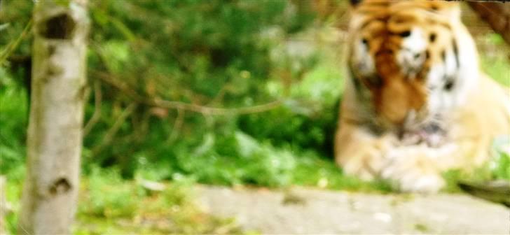 Bag om Odense Zoo billede 111
