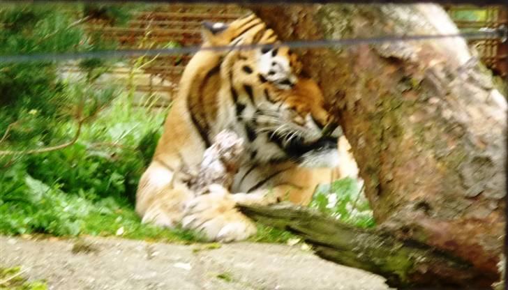 Bag om Odense Zoo billede 112