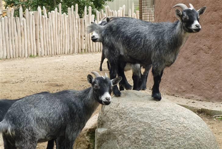 Bag om Odense Zoo - Gederne billede 113