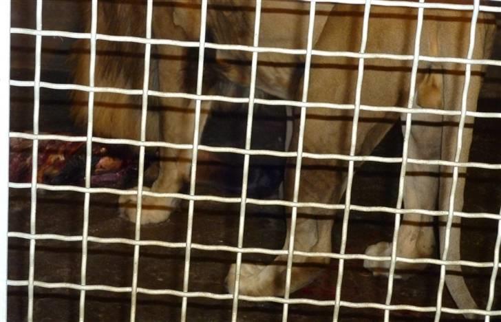 Bag om Odense Zoo - Han løven billede 114