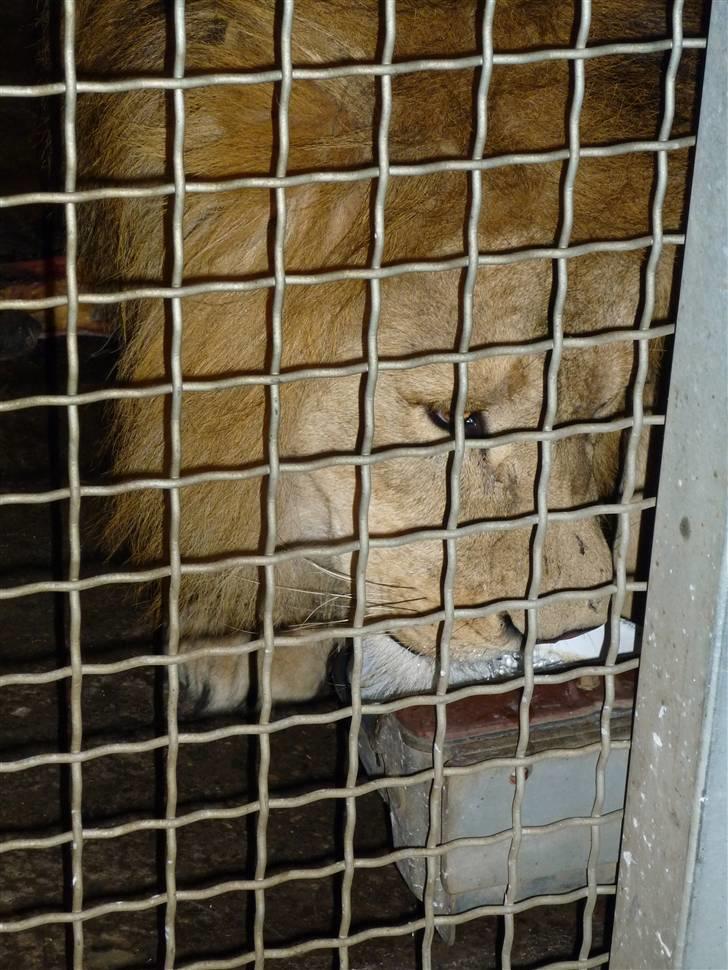 Bag om Odense Zoo billede 115