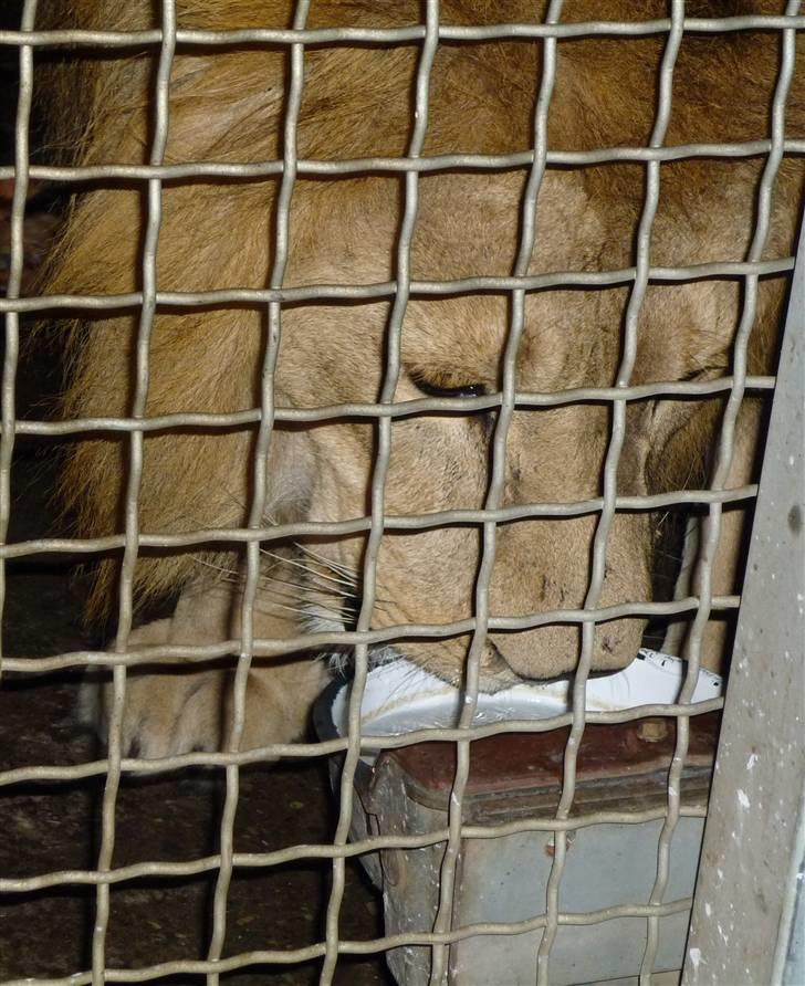 Bag om Odense Zoo billede 116