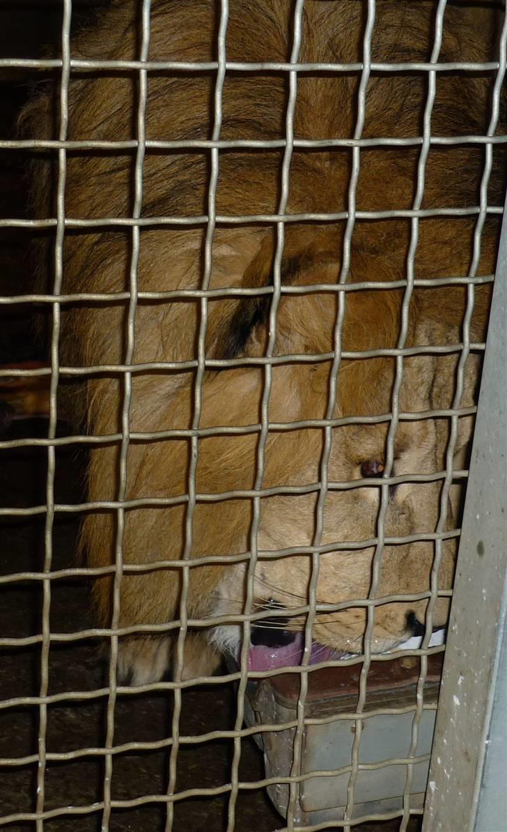 Bag om Odense Zoo billede 117