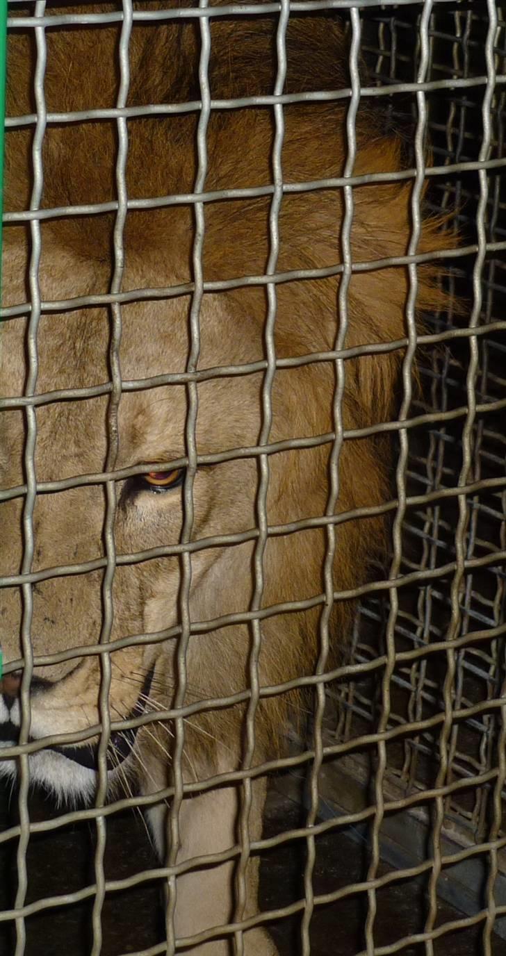 Bag om Odense Zoo billede 118