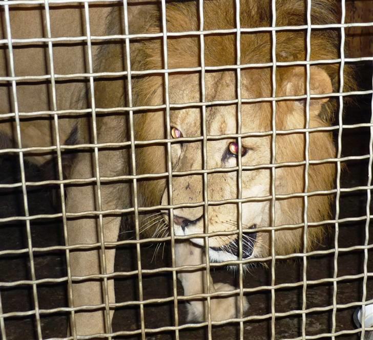 Bag om Odense Zoo billede 119