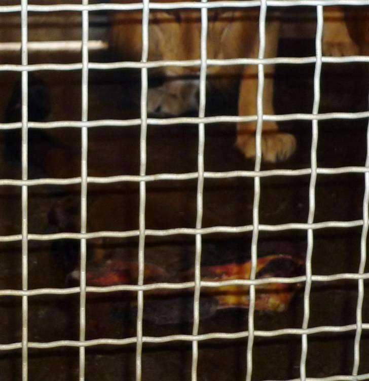 Bag om Odense Zoo billede 120