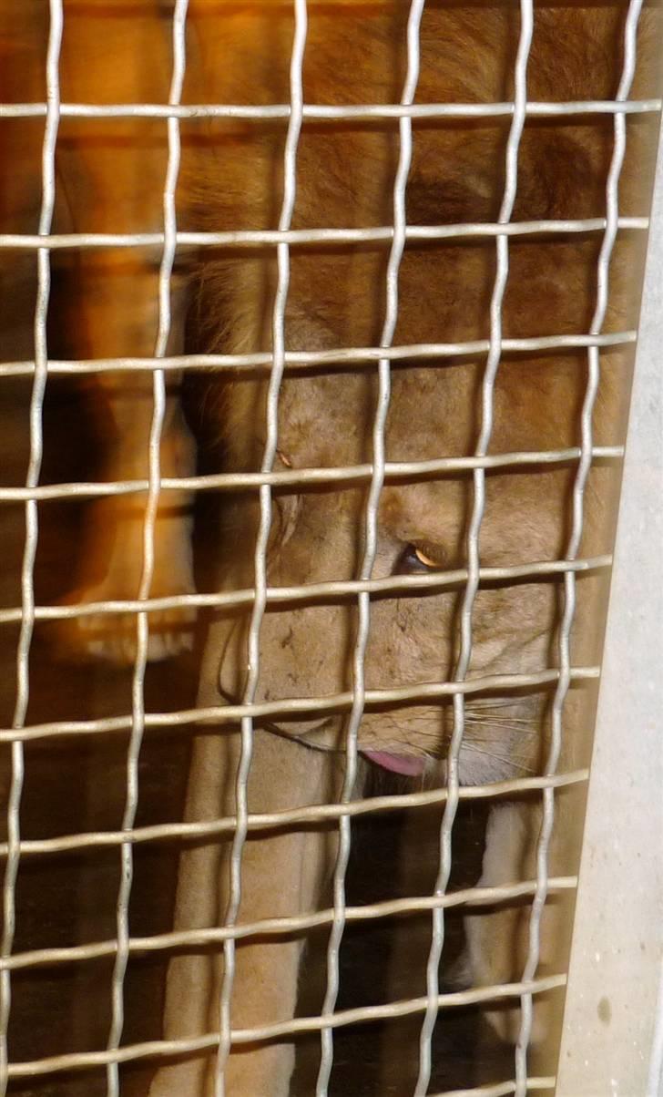 Bag om Odense Zoo billede 121