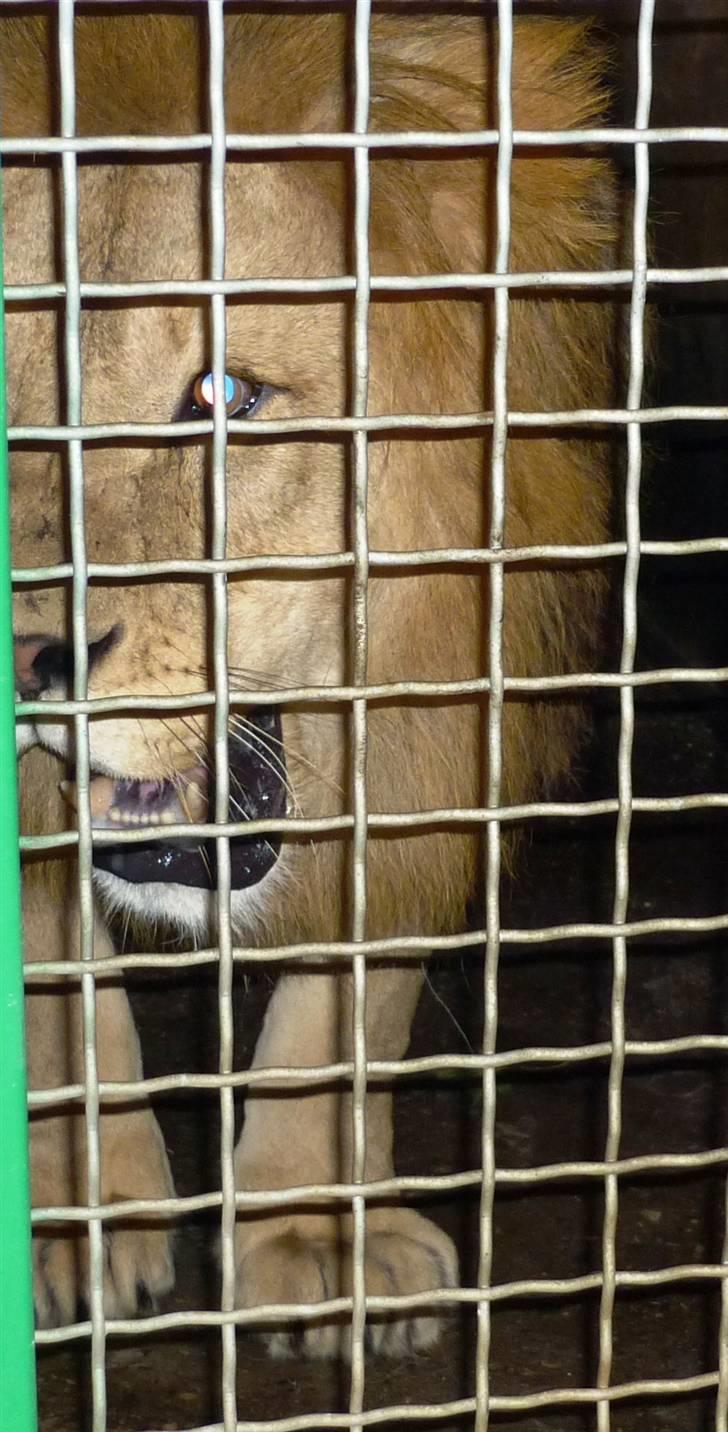 Bag om Odense Zoo billede 122