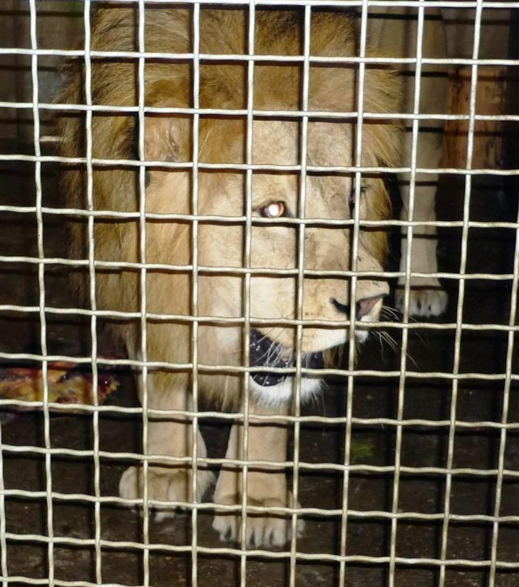 Bag om Odense Zoo billede 123