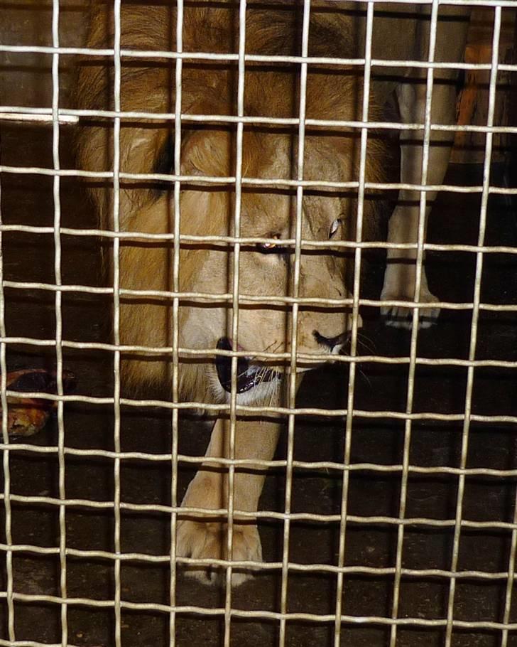 Bag om Odense Zoo billede 124