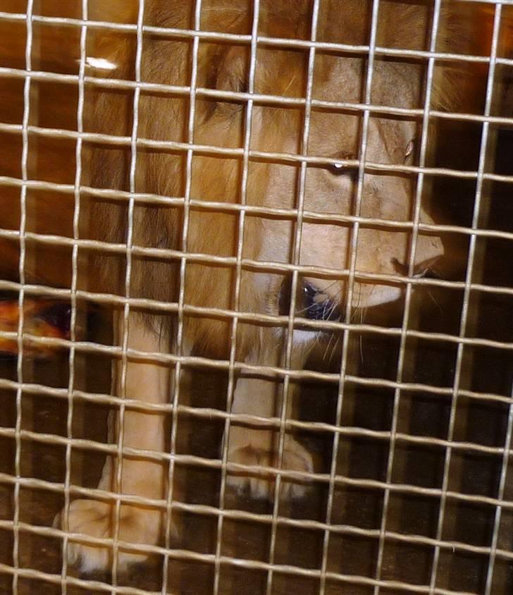 Bag om Odense Zoo billede 125