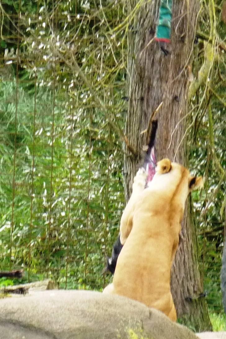 Bag om Odense Zoo - Hun løverne blev fodret billede 126