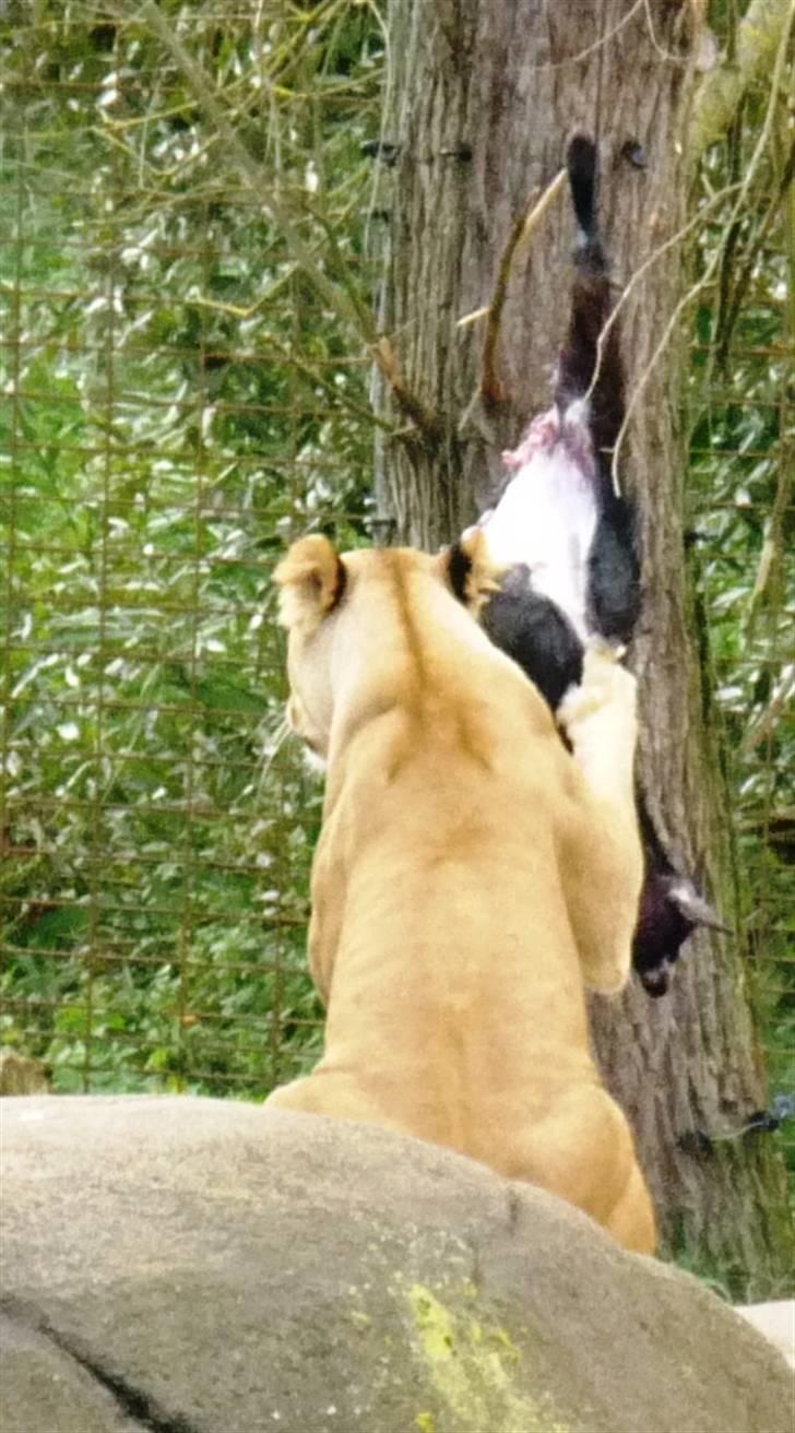 Bag om Odense Zoo billede 127