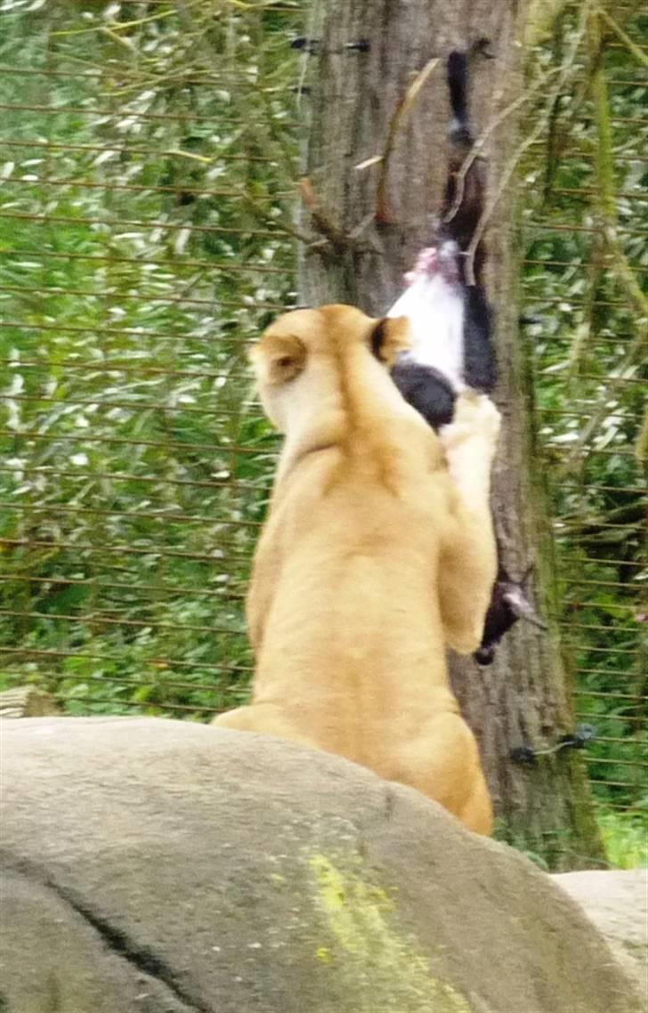 Bag om Odense Zoo billede 128