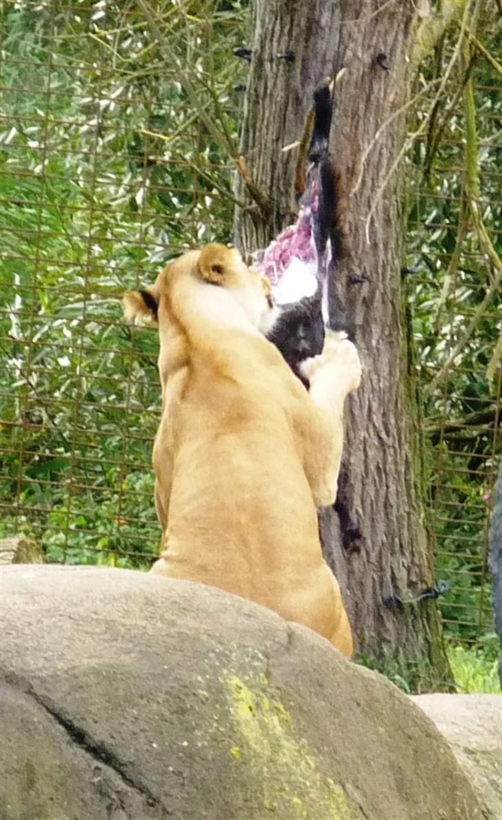 Bag om Odense Zoo billede 129