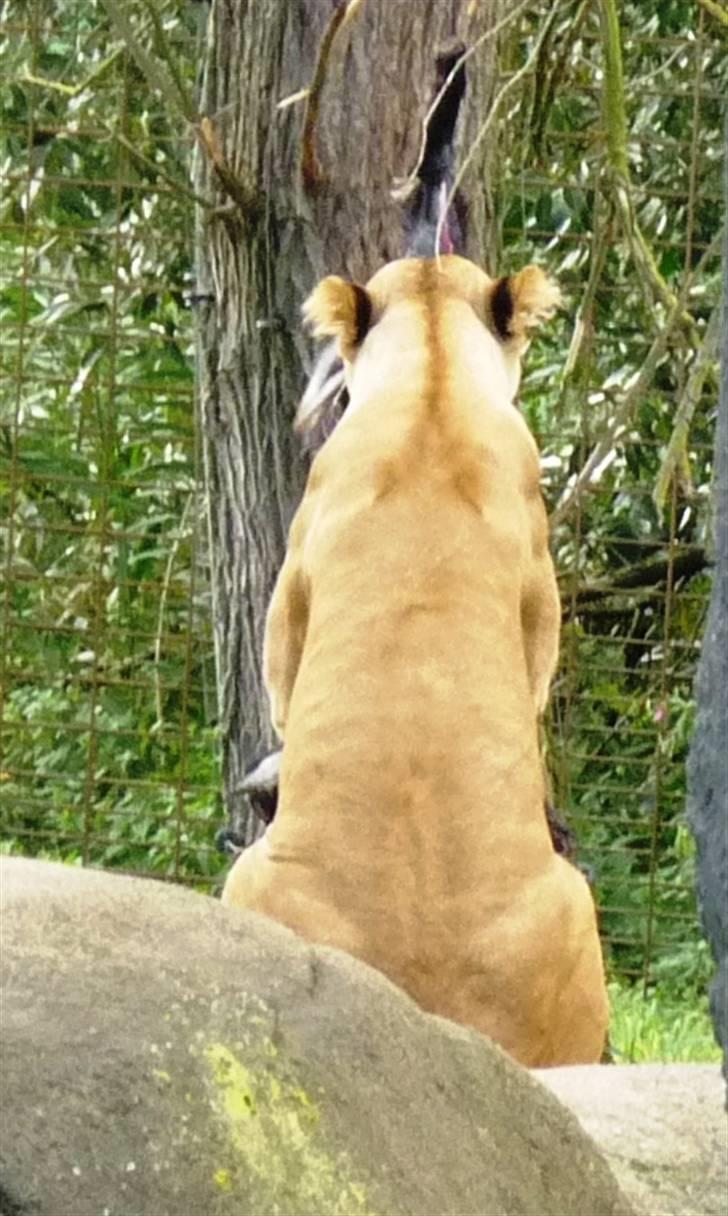 Bag om Odense Zoo billede 130