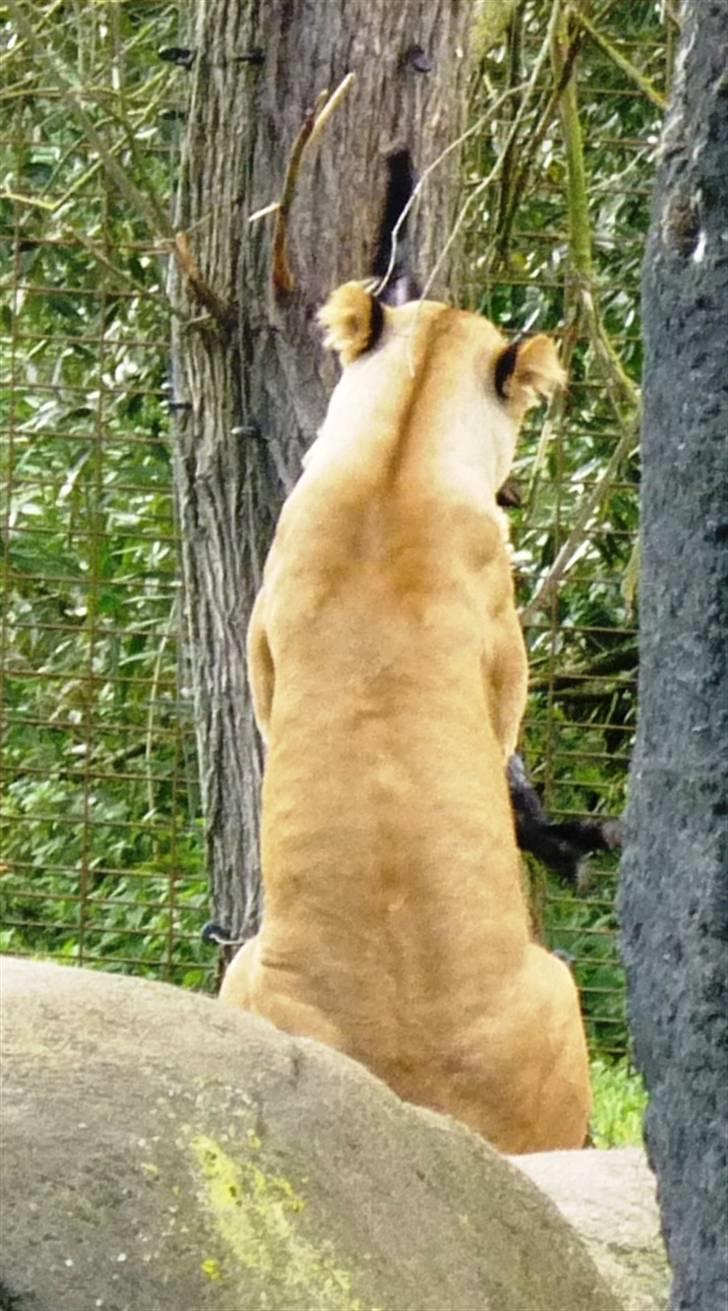 Bag om Odense Zoo billede 131